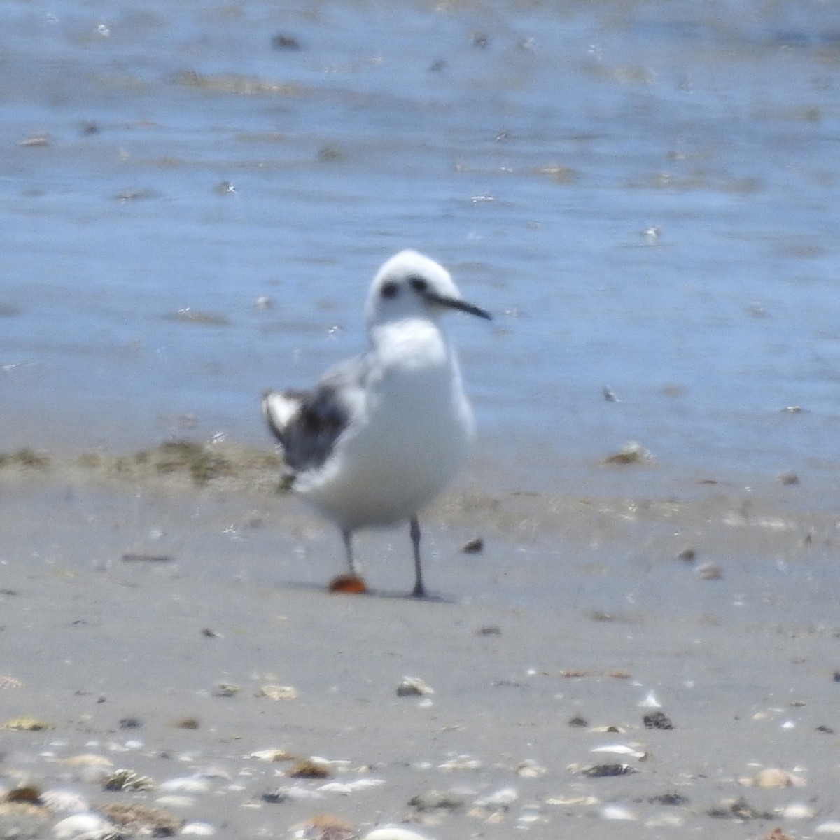 Mouette de Bonaparte - ML170864851