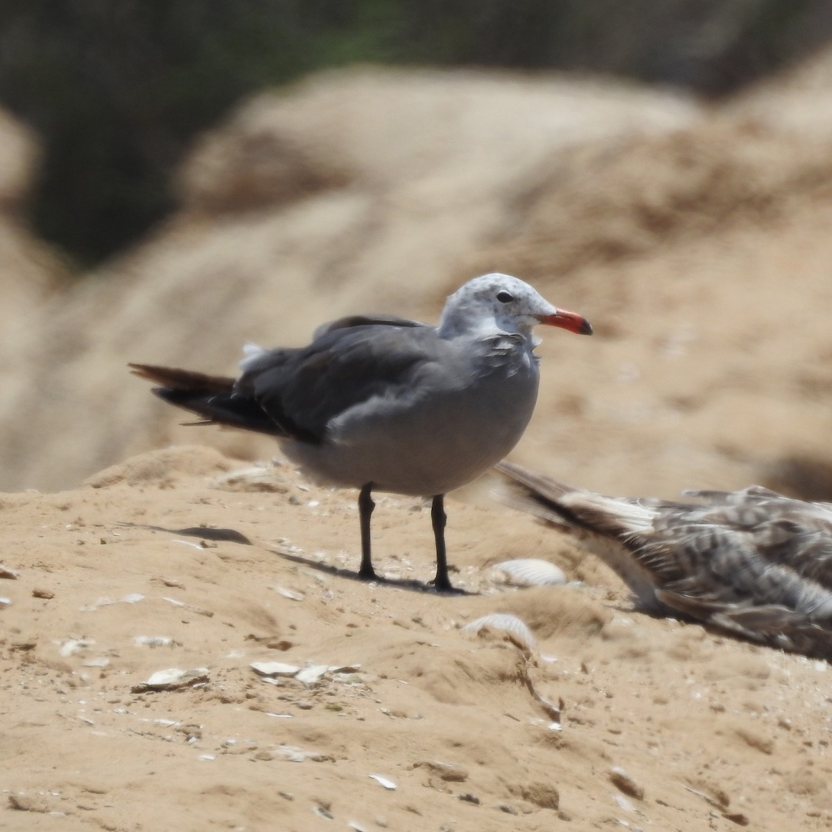 Gaviota Mexicana - ML170864871