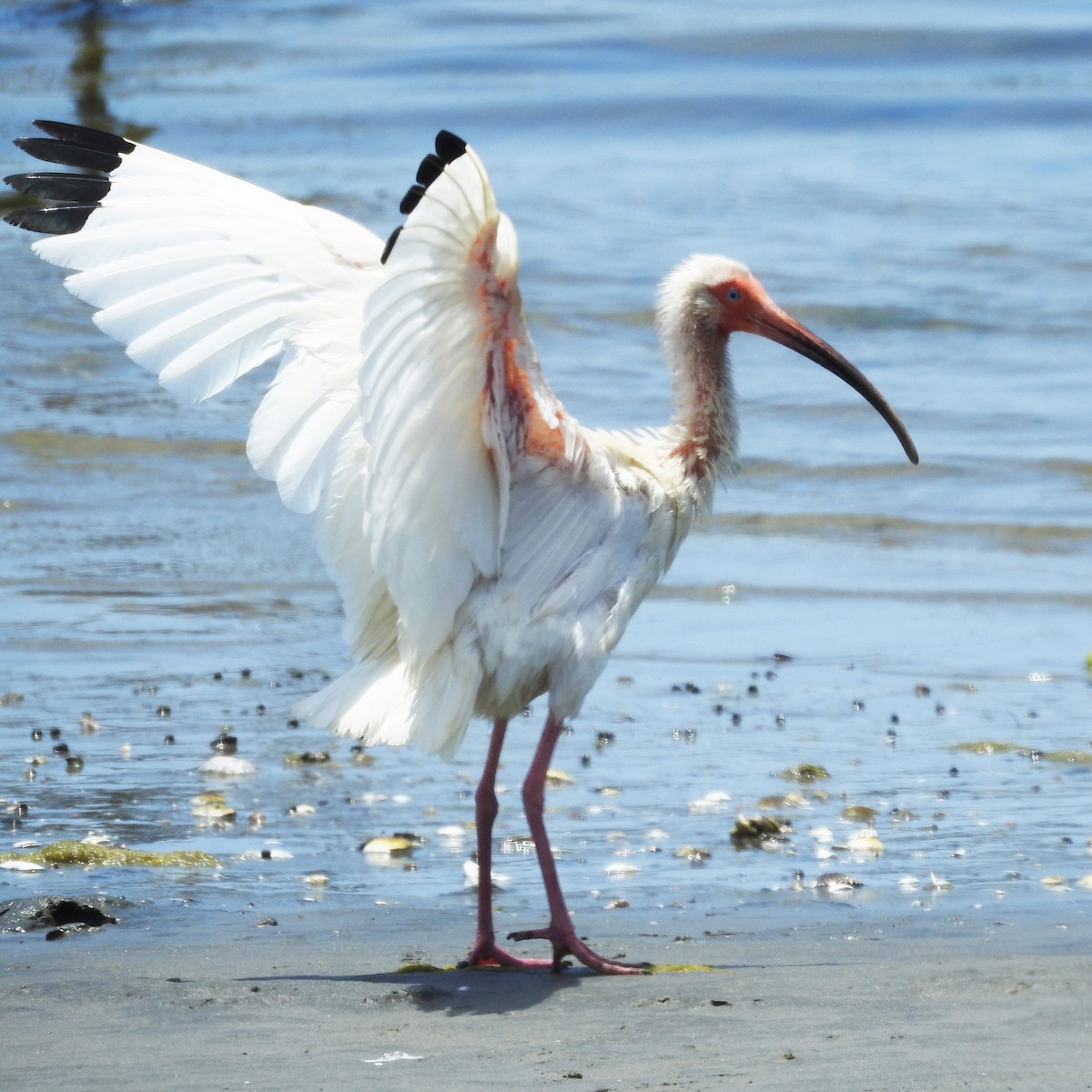 White Ibis - ML170865061