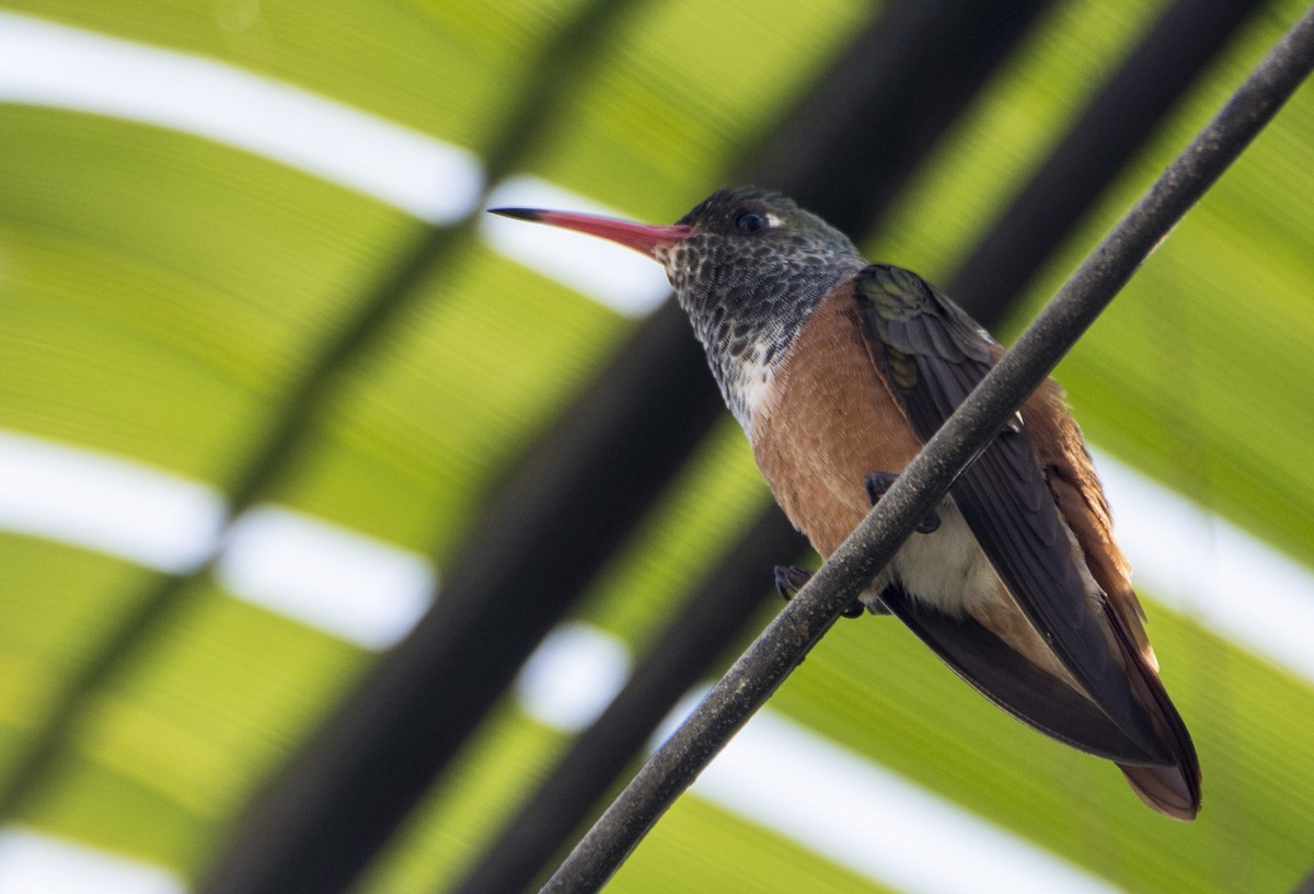 Amazilia Hummingbird - ML170865101