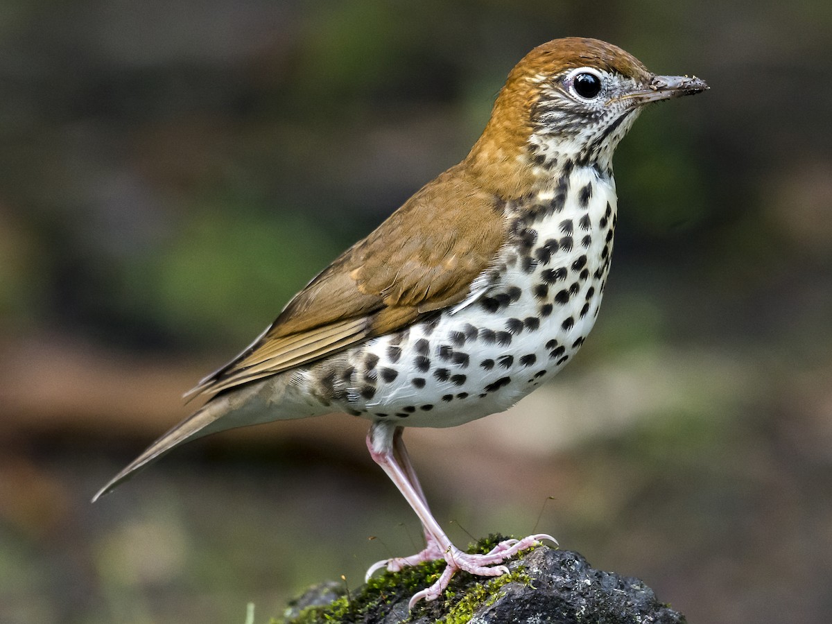 Wood Thrush
