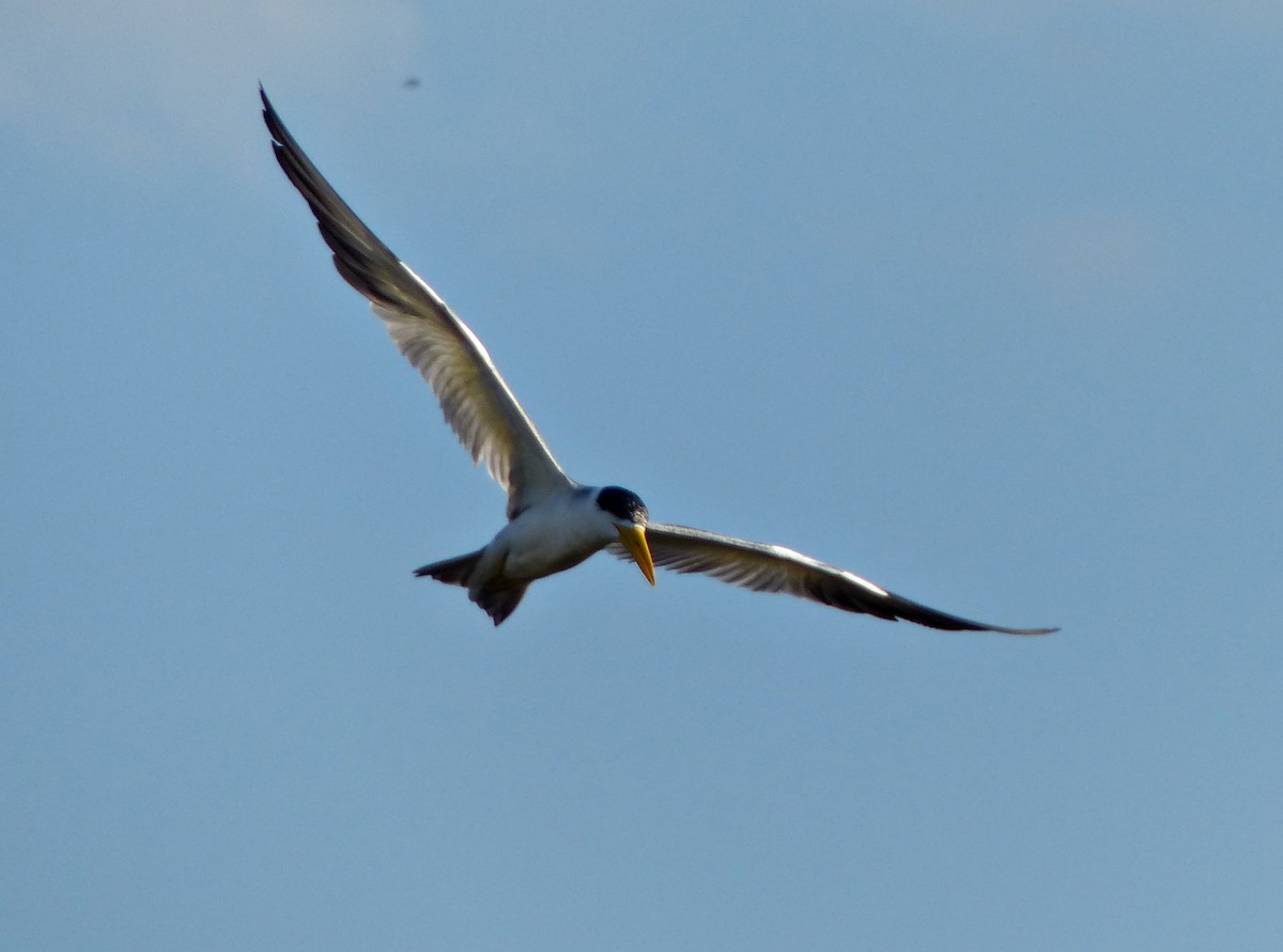 Large-billed Tern - ML170865651