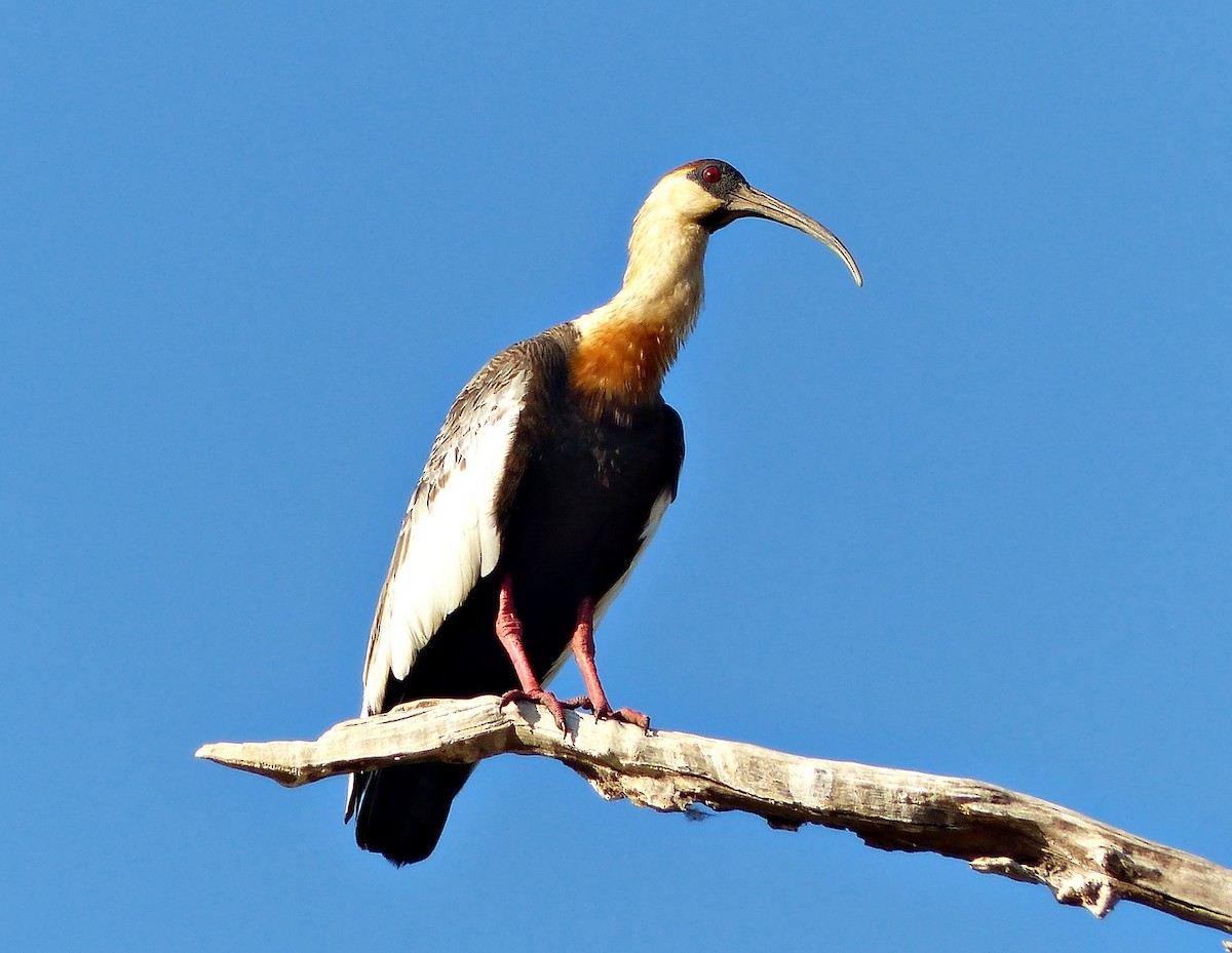 ibis bělokřídlý - ML170865681