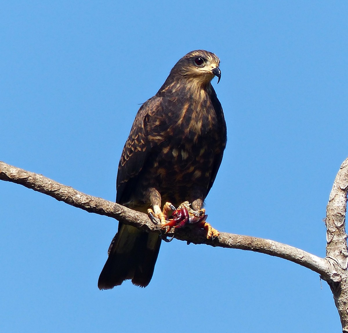 Schneckenbussard - ML170865731