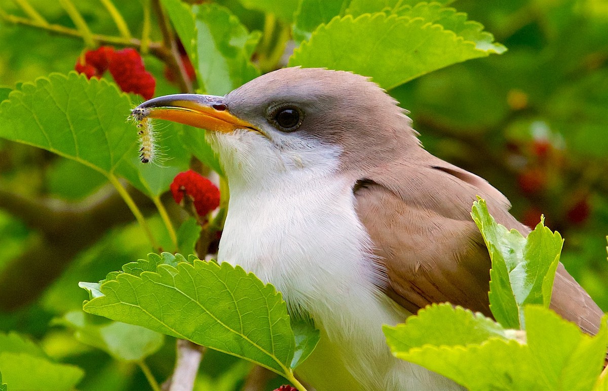 Yellow-billed Cuckoo - ML170865821