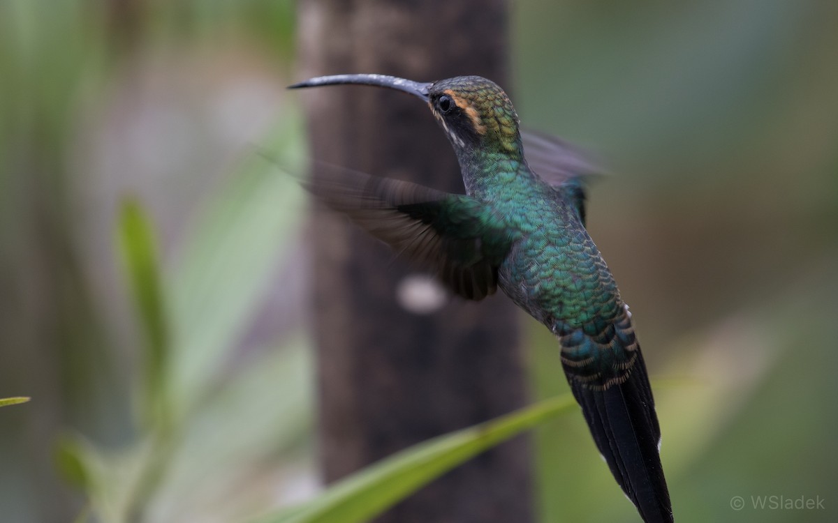 White-whiskered Hermit - ML170866221