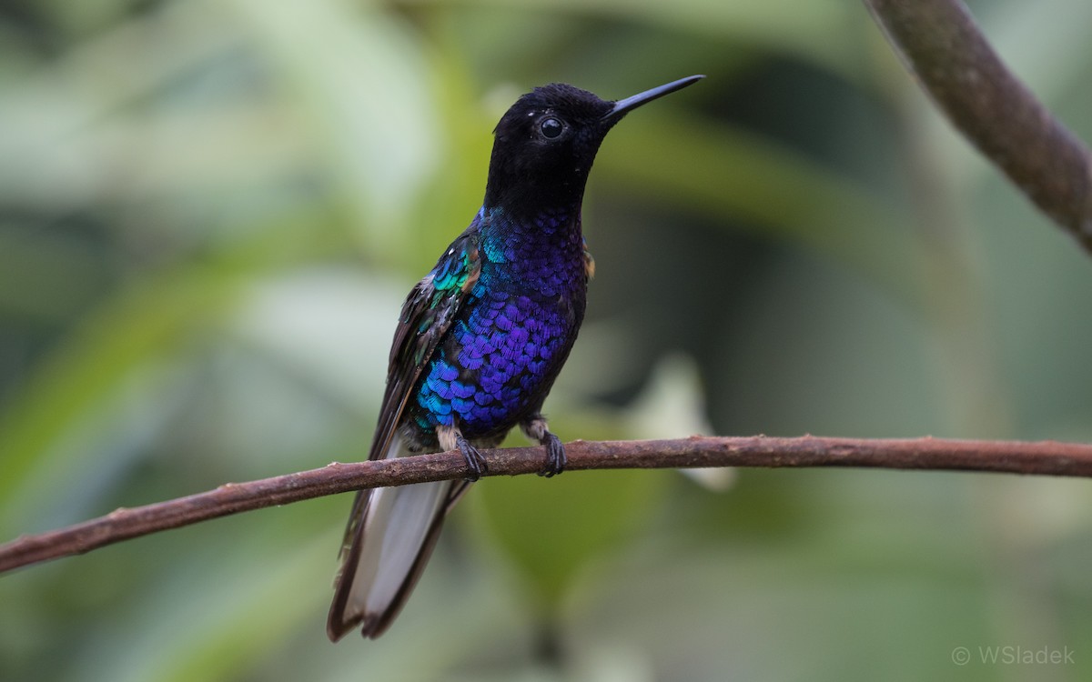 Velvet-purple Coronet - ML170866351