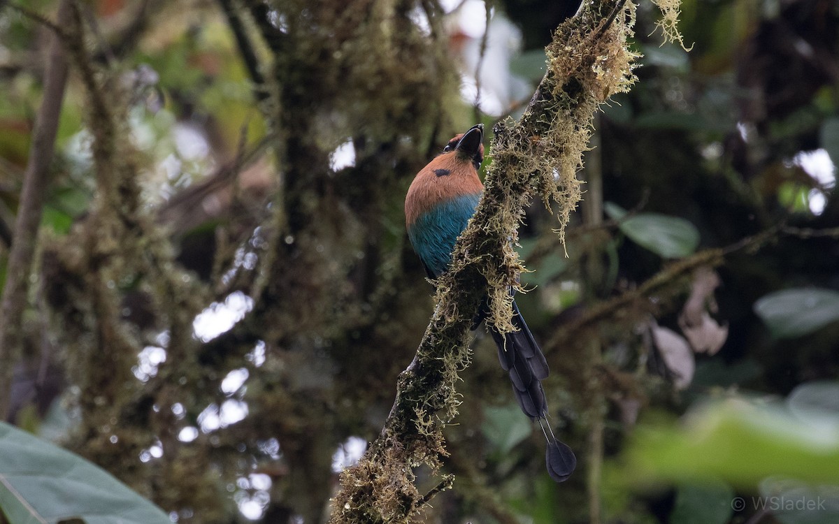 Broad-billed Motmot - ML170866571