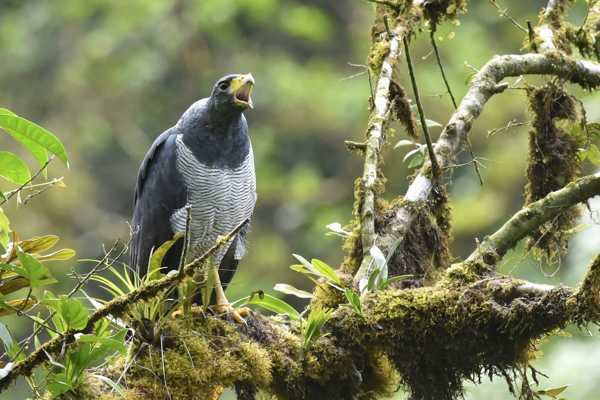 Barred Hawk - ML170866631