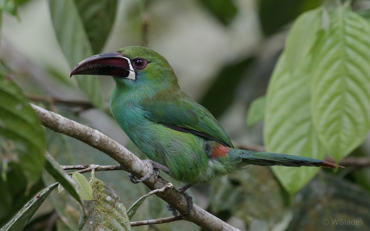 Toucanet à croupion rouge - ML170866701