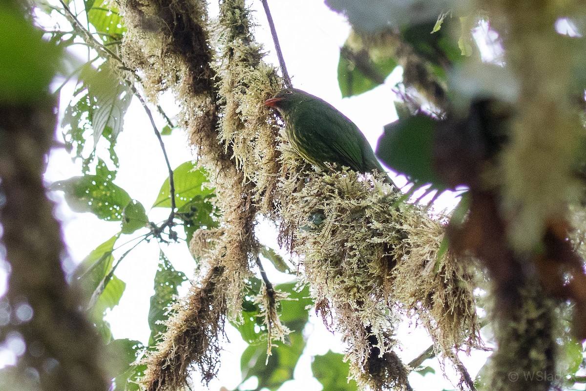 Orange-breasted Fruiteater - ML170866821