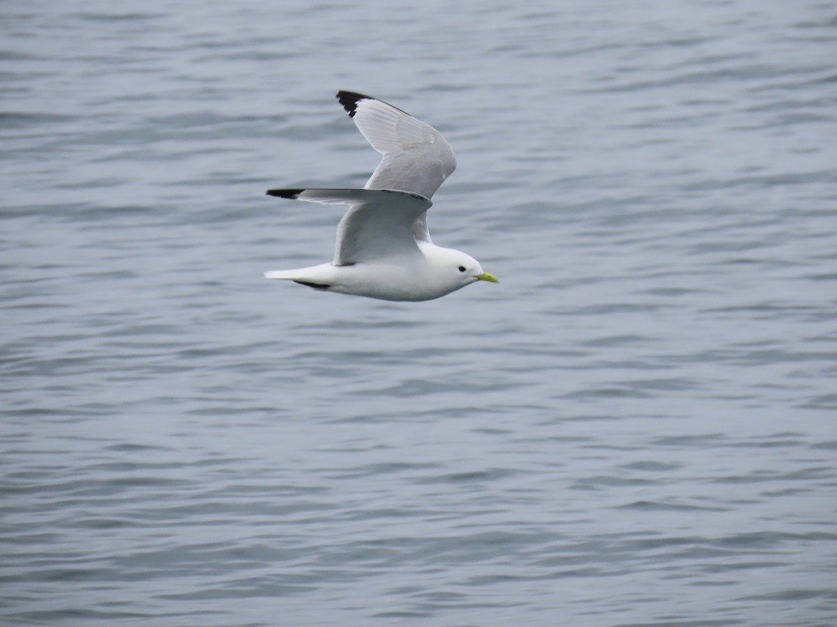 Mouette tridactyle - ML170866871