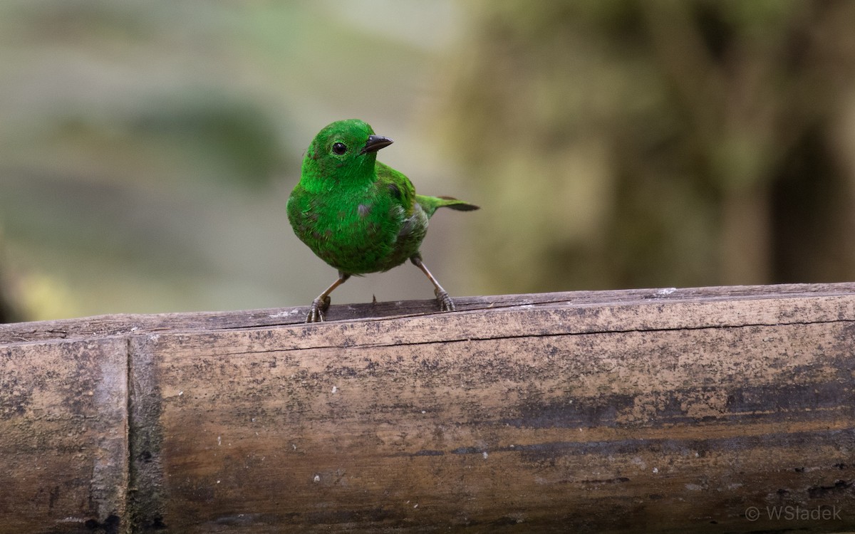 Glistening-green Tanager - ML170866931