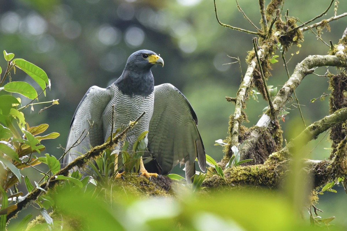 Barred Hawk - ML170867411