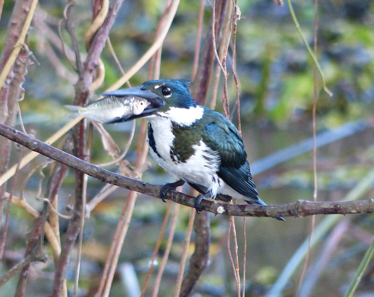 Amazon Kingfisher - ML170867441