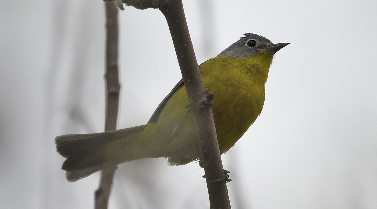 Nashville Warbler - ML170868631