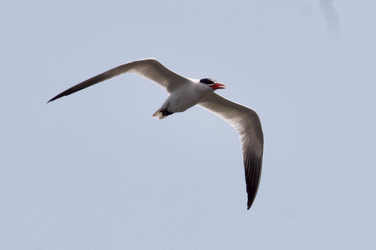 Caspian Tern - ML170869581