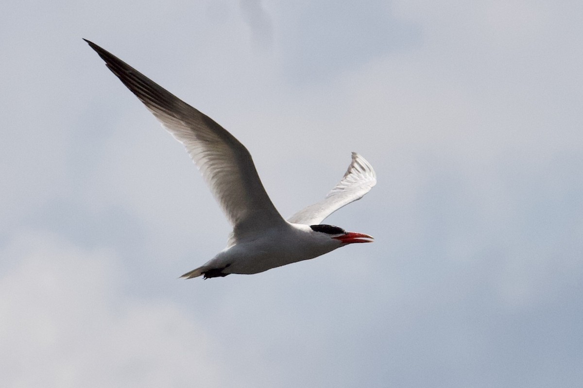 Caspian Tern - ML170869601