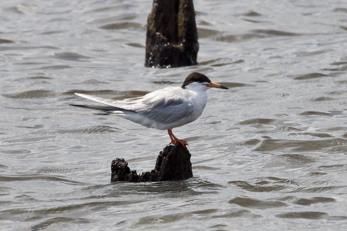 Forster's Tern - ML170869811