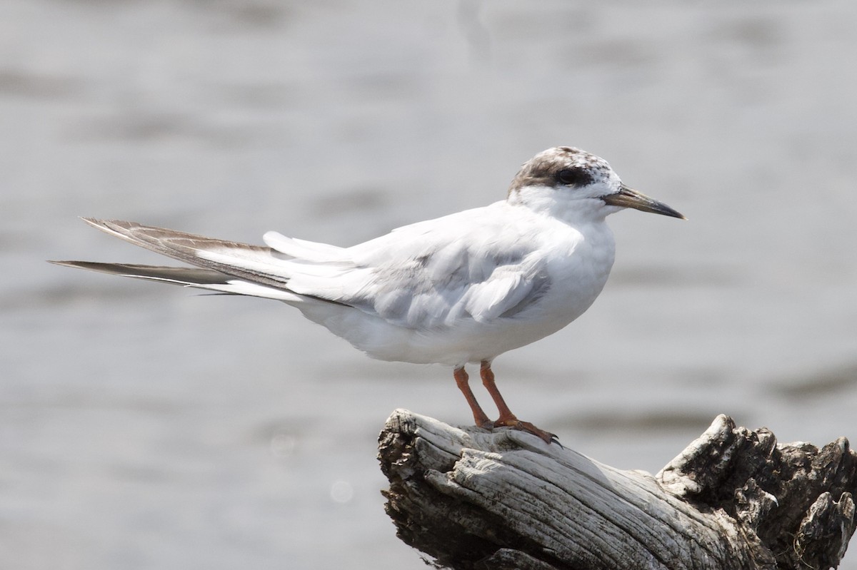 Forster's Tern - ML170869821