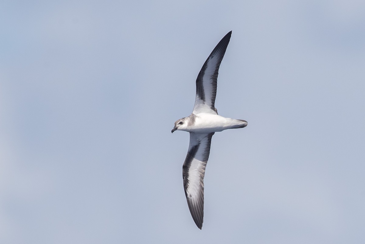 Black-winged Petrel - Yann Muzika