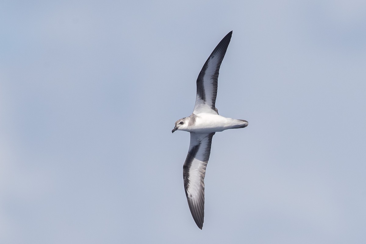 Black-winged Petrel - ML170869981