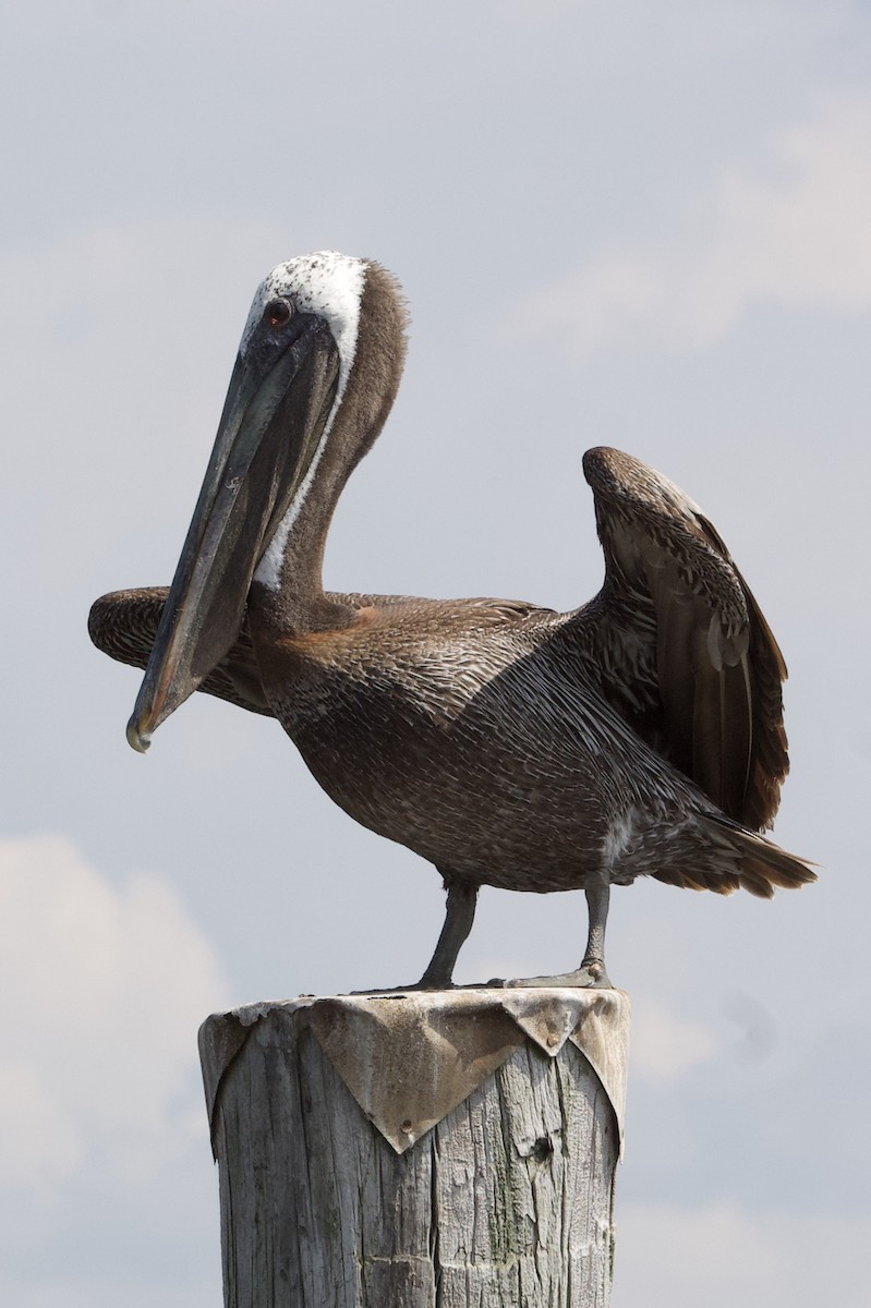 pelikán hnědý - ML170870331