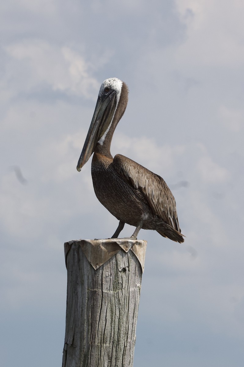 Brown Pelican - ML170870341