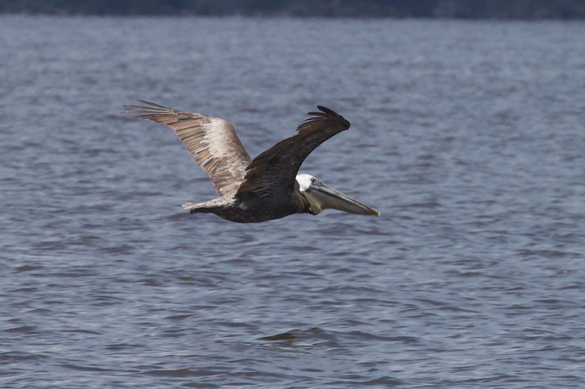 Brown Pelican - ML170870401