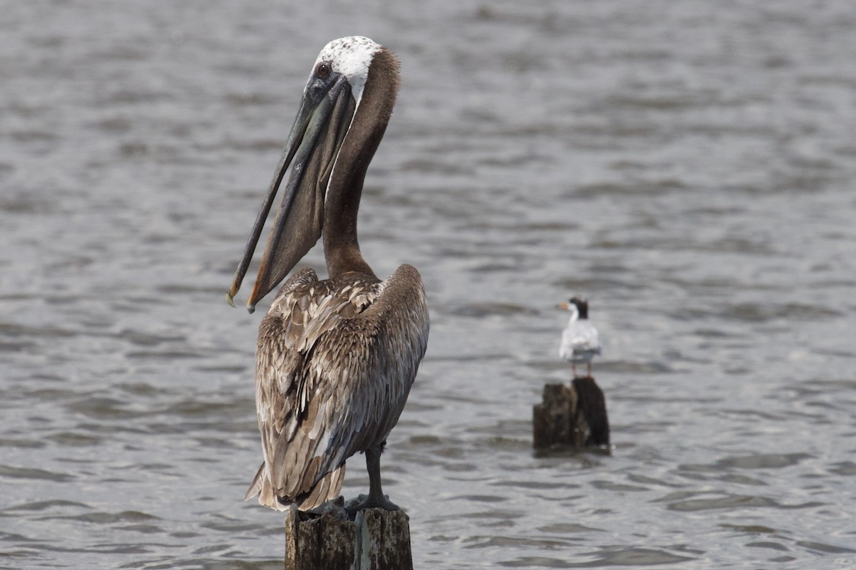 Brown Pelican - ML170870411