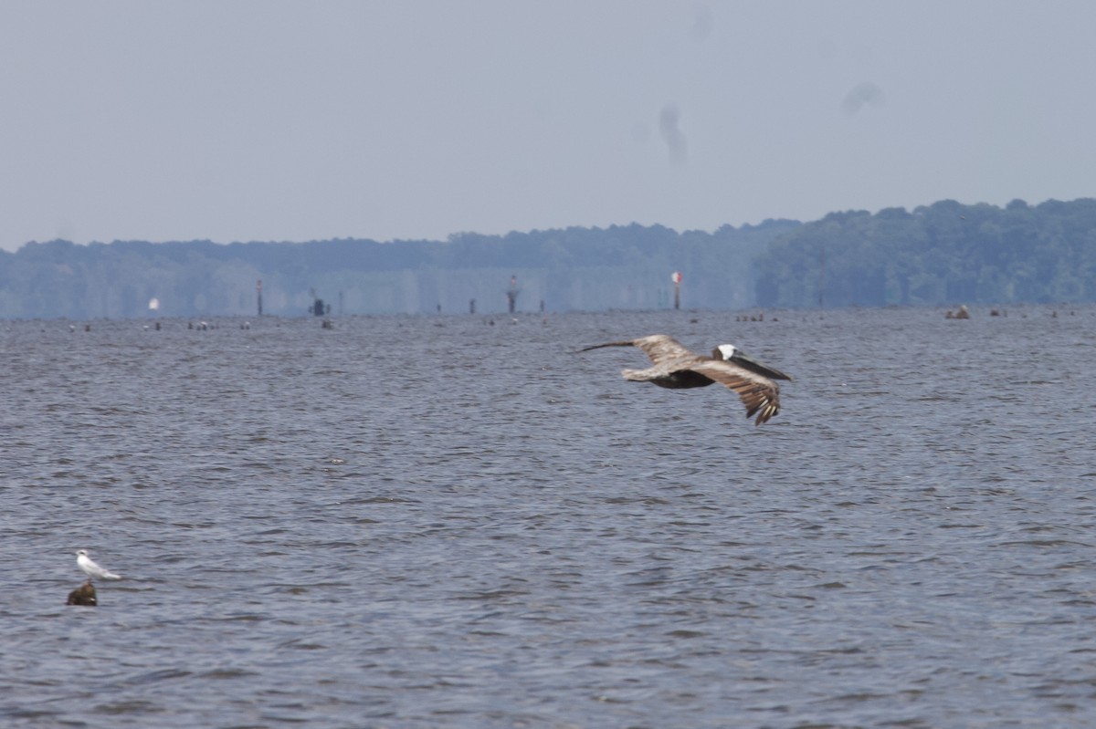 Brown Pelican - ML170870461