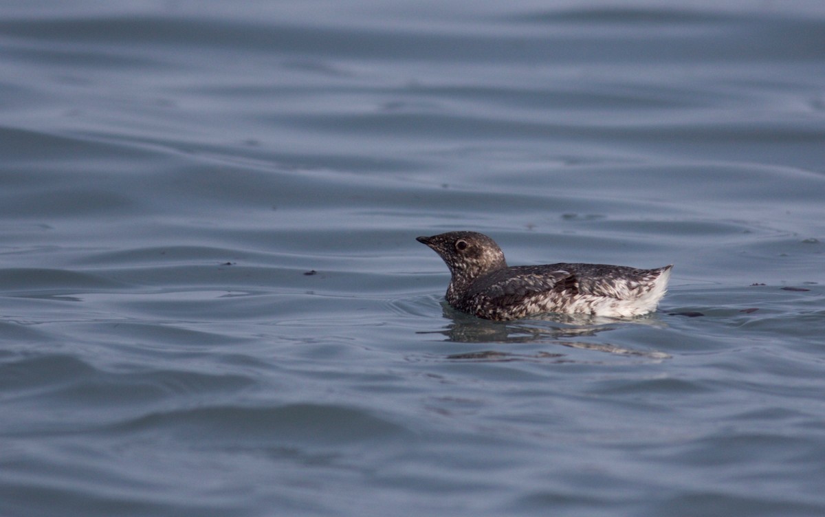 Kittlitz's Murrelet - ML170870961