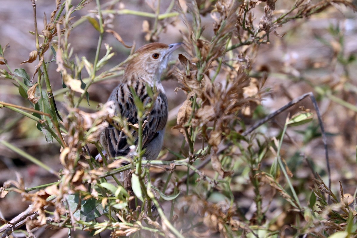 Stout Cisticola - ML170872681