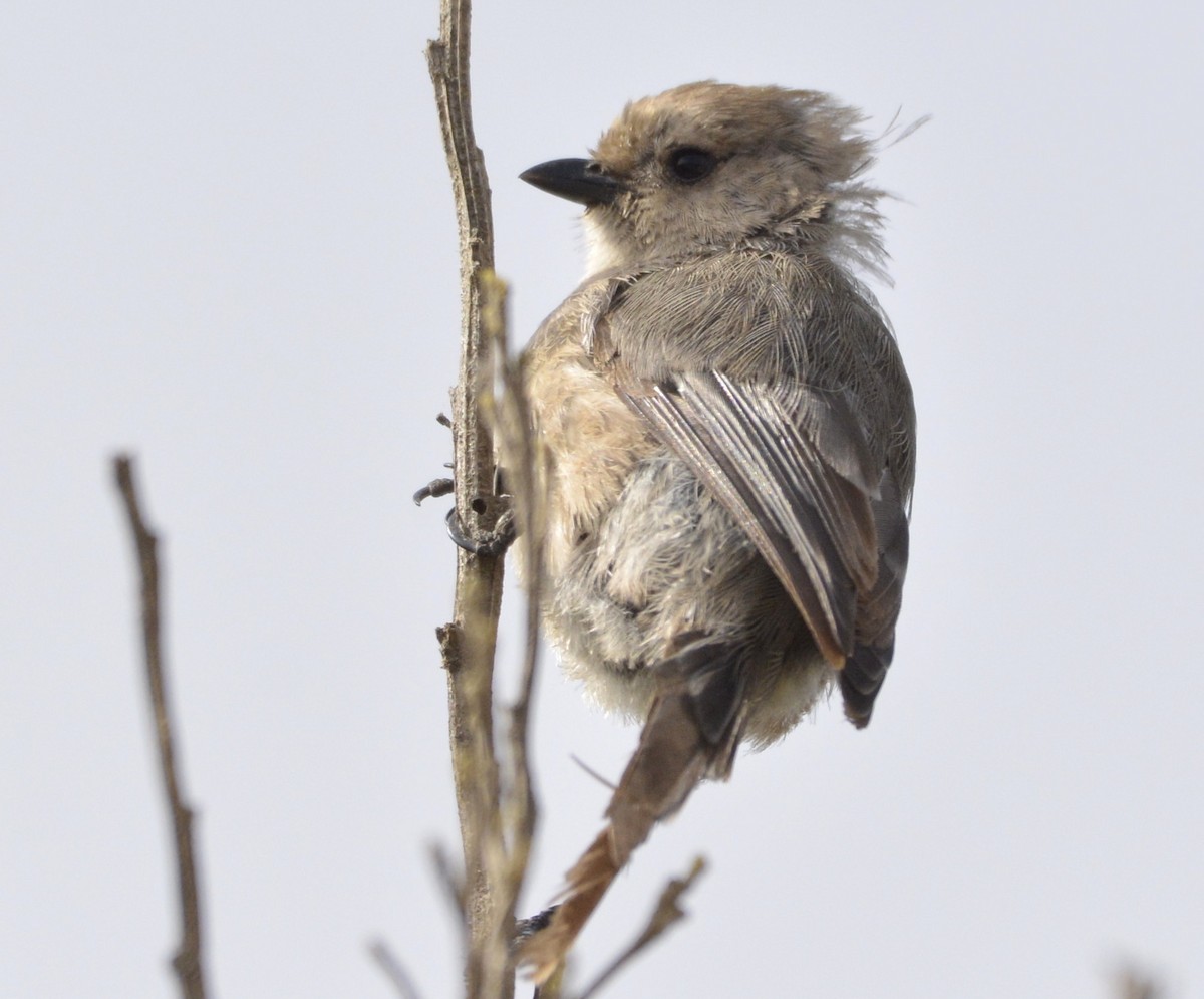 Bushtit - Catherine Zinsky