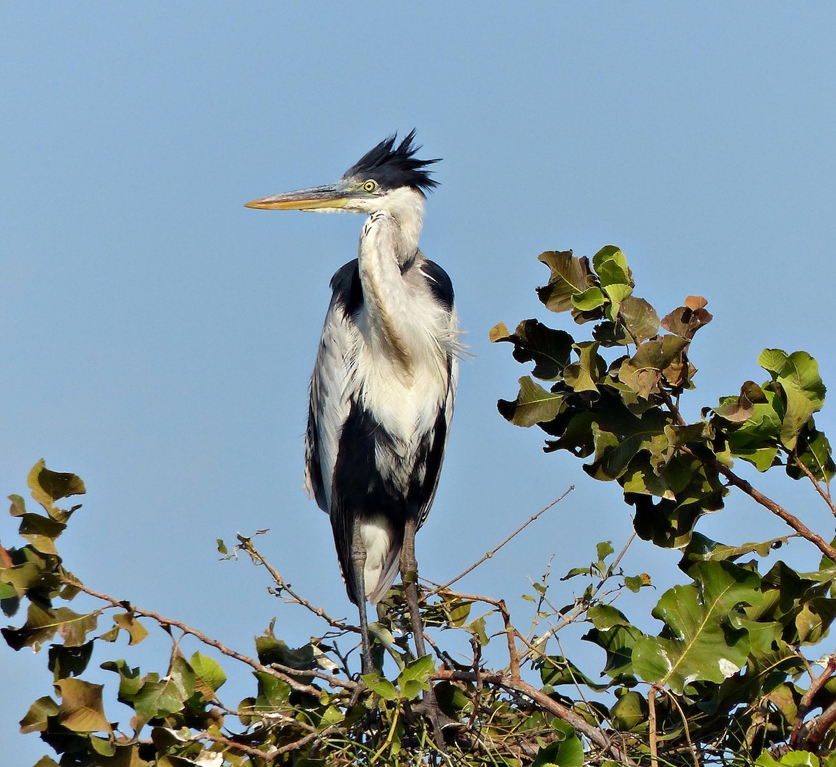 Cocoi Heron - Carlos Schmidtutz