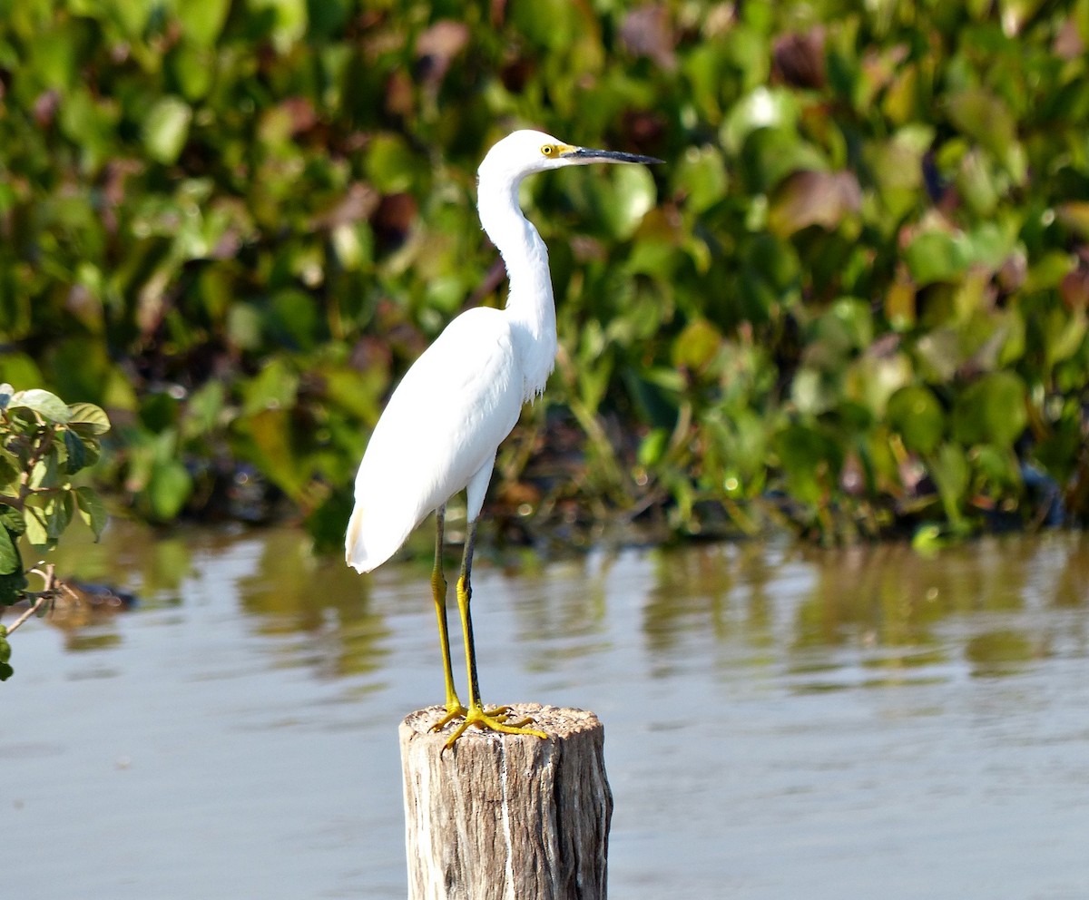 Snowy Egret - ML170874331