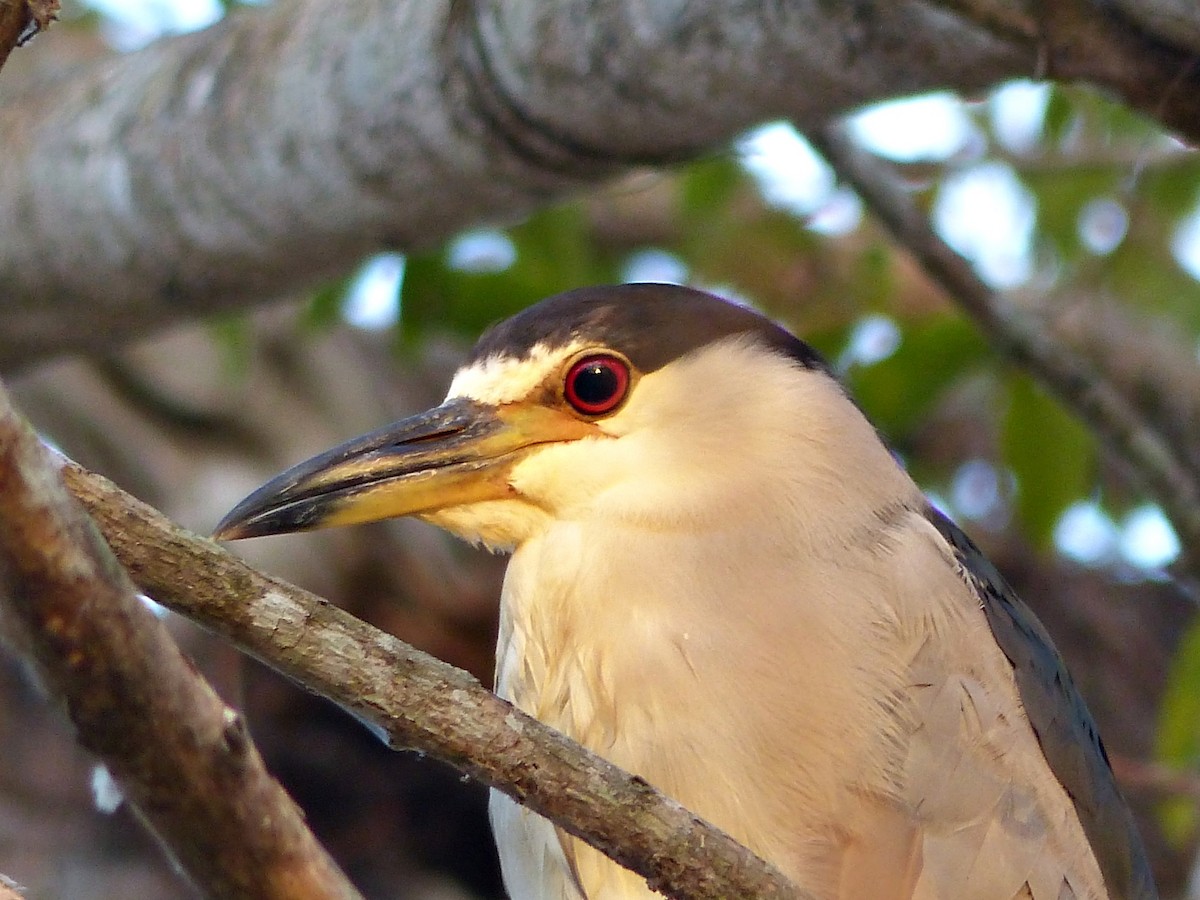 Black-crowned Night Heron - Carlos Schmidtutz