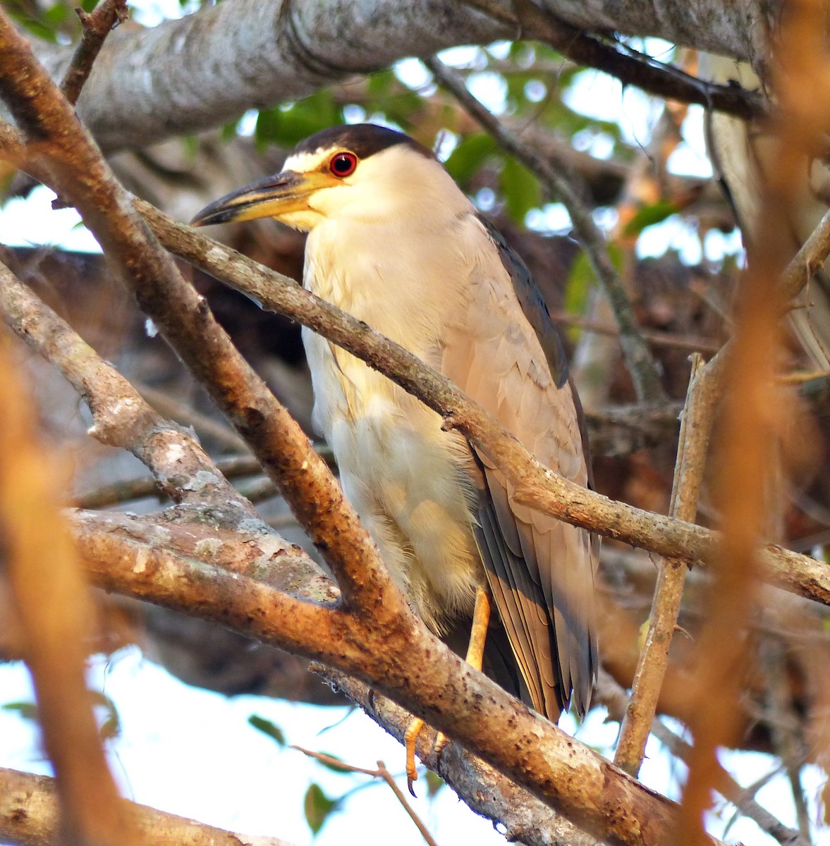 Black-crowned Night Heron - ML170874511