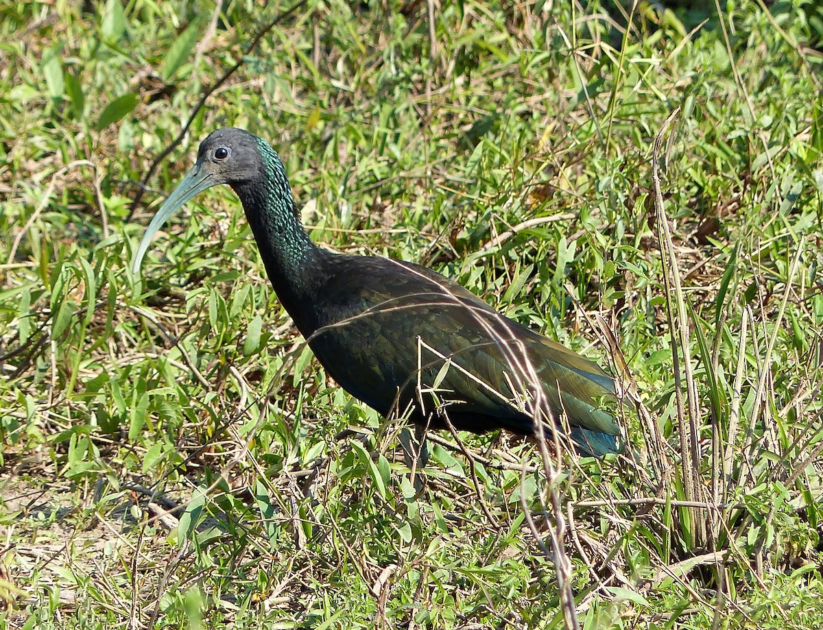 ibis zelený - ML170874581