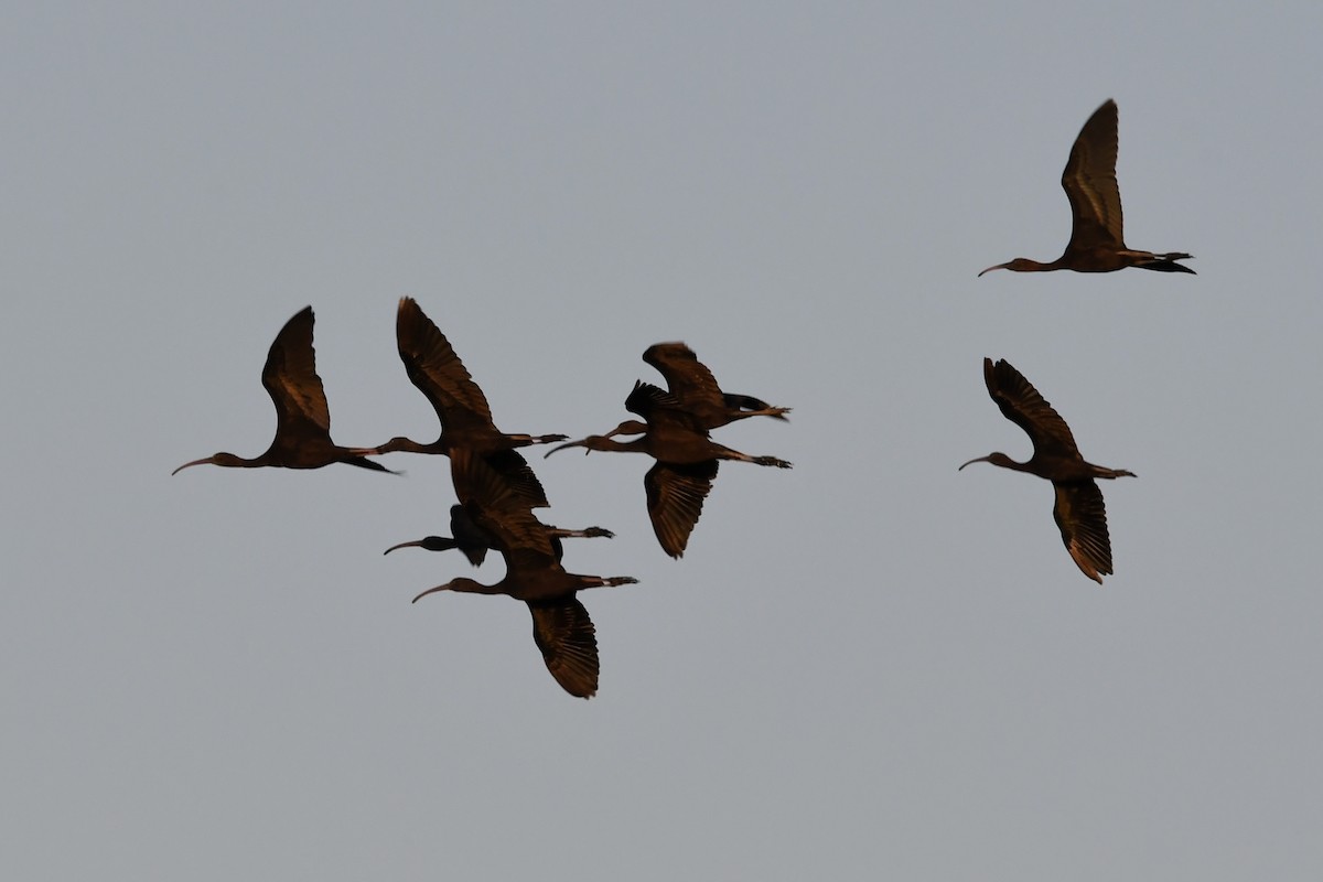 Glossy Ibis - Thomas Rickfelder