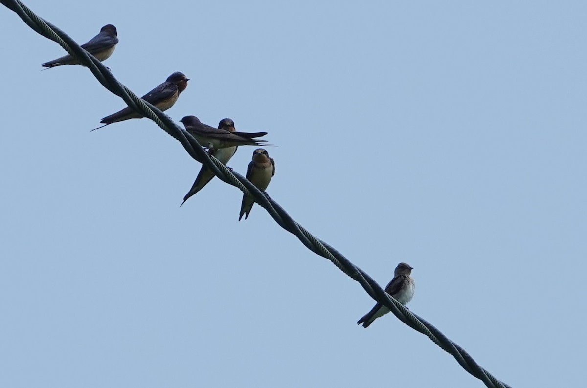 Barn Swallow - ML170875501