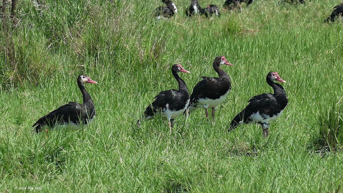 Spur-winged Goose (Northern) - Laval Roy