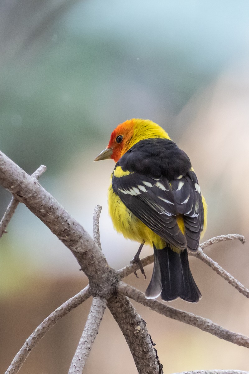 Western Tanager - ML170880671