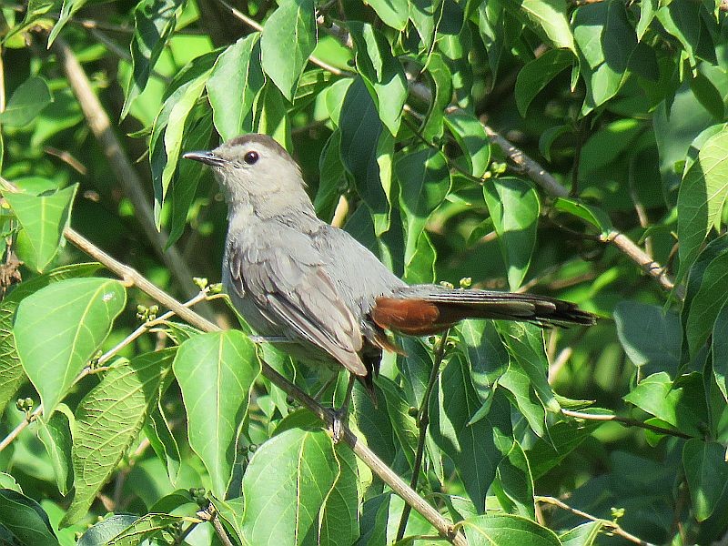 Gray Catbird - ML170880731