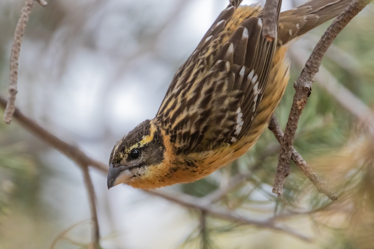 Black-headed Grosbeak - ML170881321