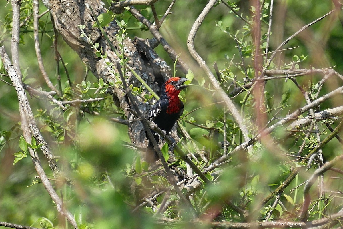 Black-billed Barbet - ML170881431