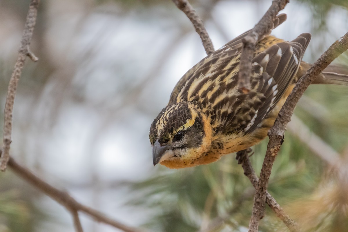 Black-headed Grosbeak - ML170881461