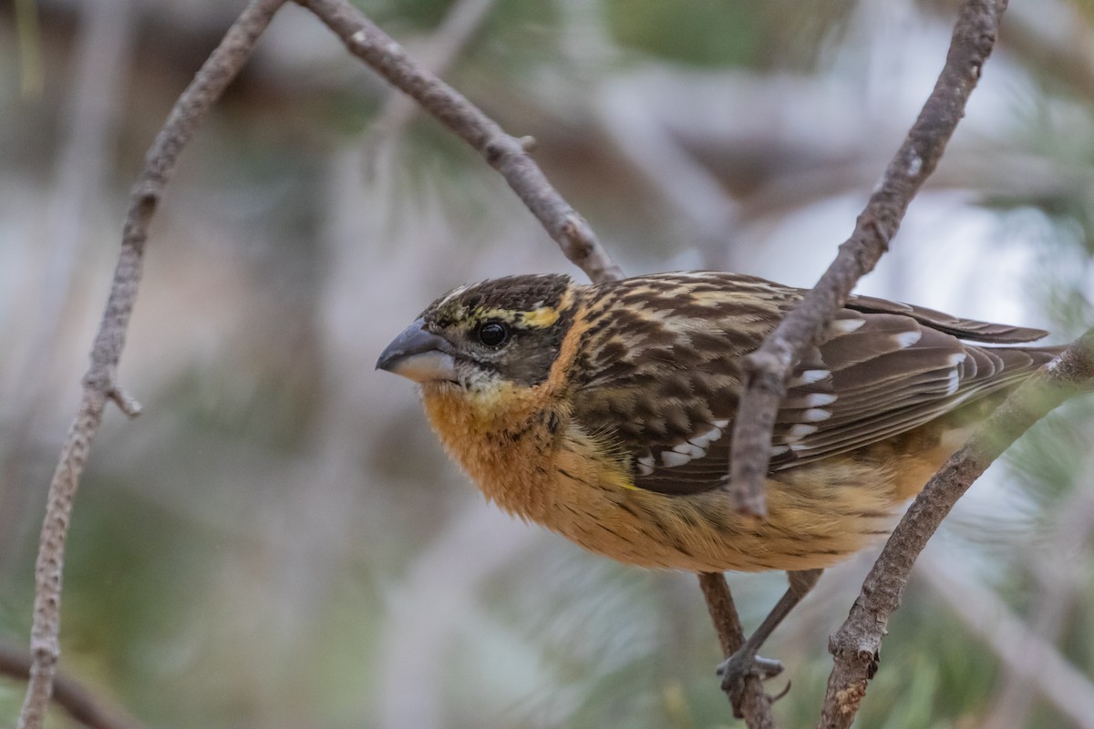 Black-headed Grosbeak - ML170881471