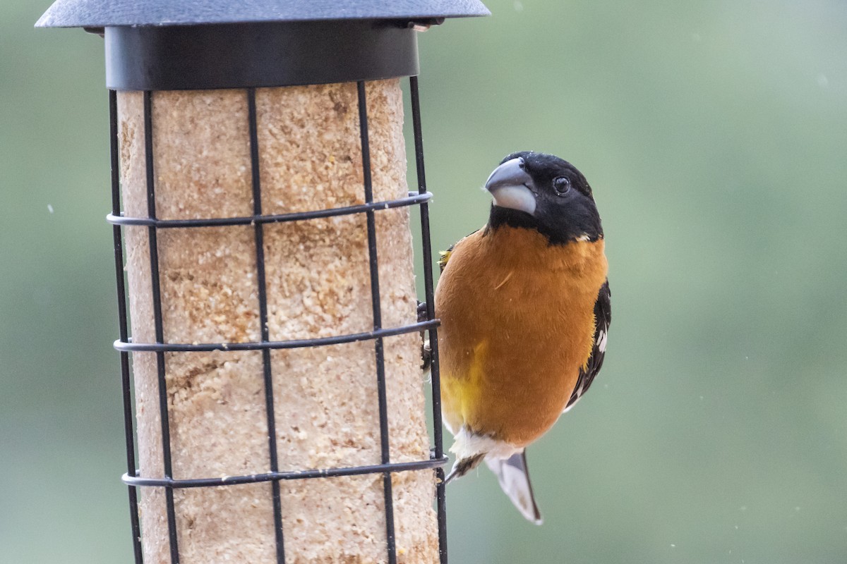 Black-headed Grosbeak - ML170881561