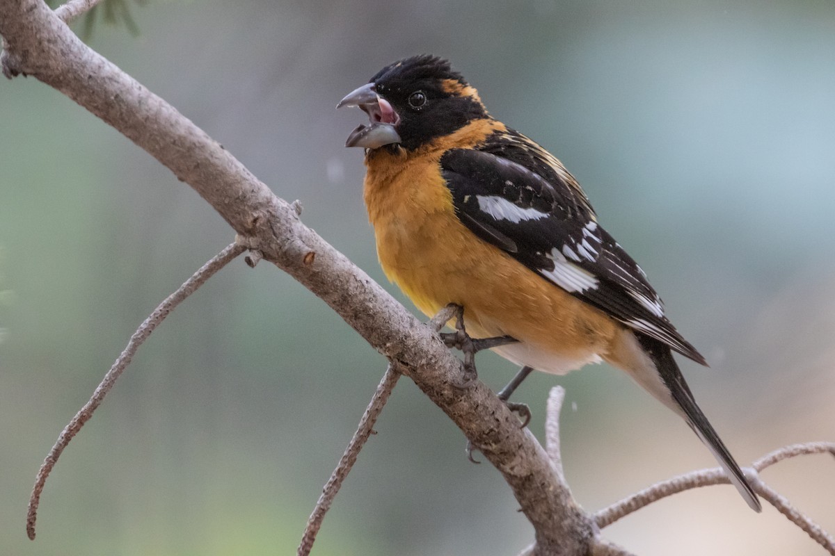 Black-headed Grosbeak - ML170881711